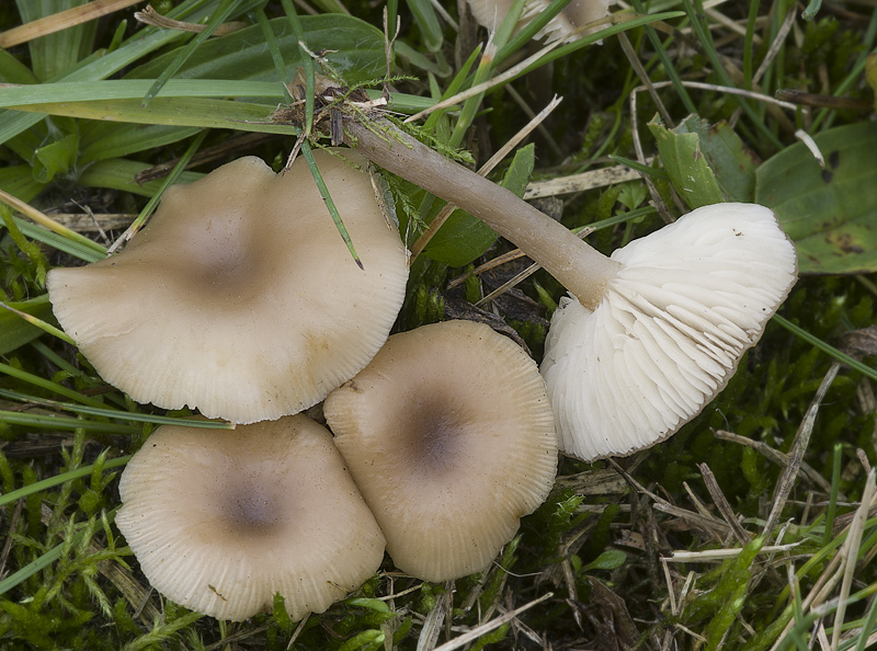 Clitocybe legaliae